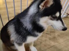 -Husky Go! 哈士奇体验馆·宠物咖啡厅狗咖