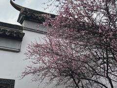 -八大山人梅湖景区