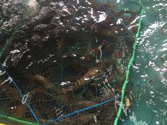 -马王堆海鲜水产市场