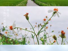 -艾米稻香小镇