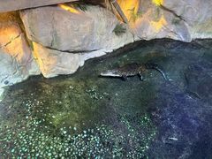 -迪拜水族馆及水下动物园