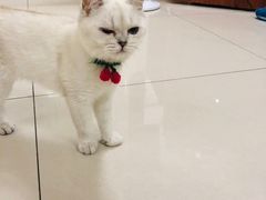 -鼓捣猫呢主题猫咖店