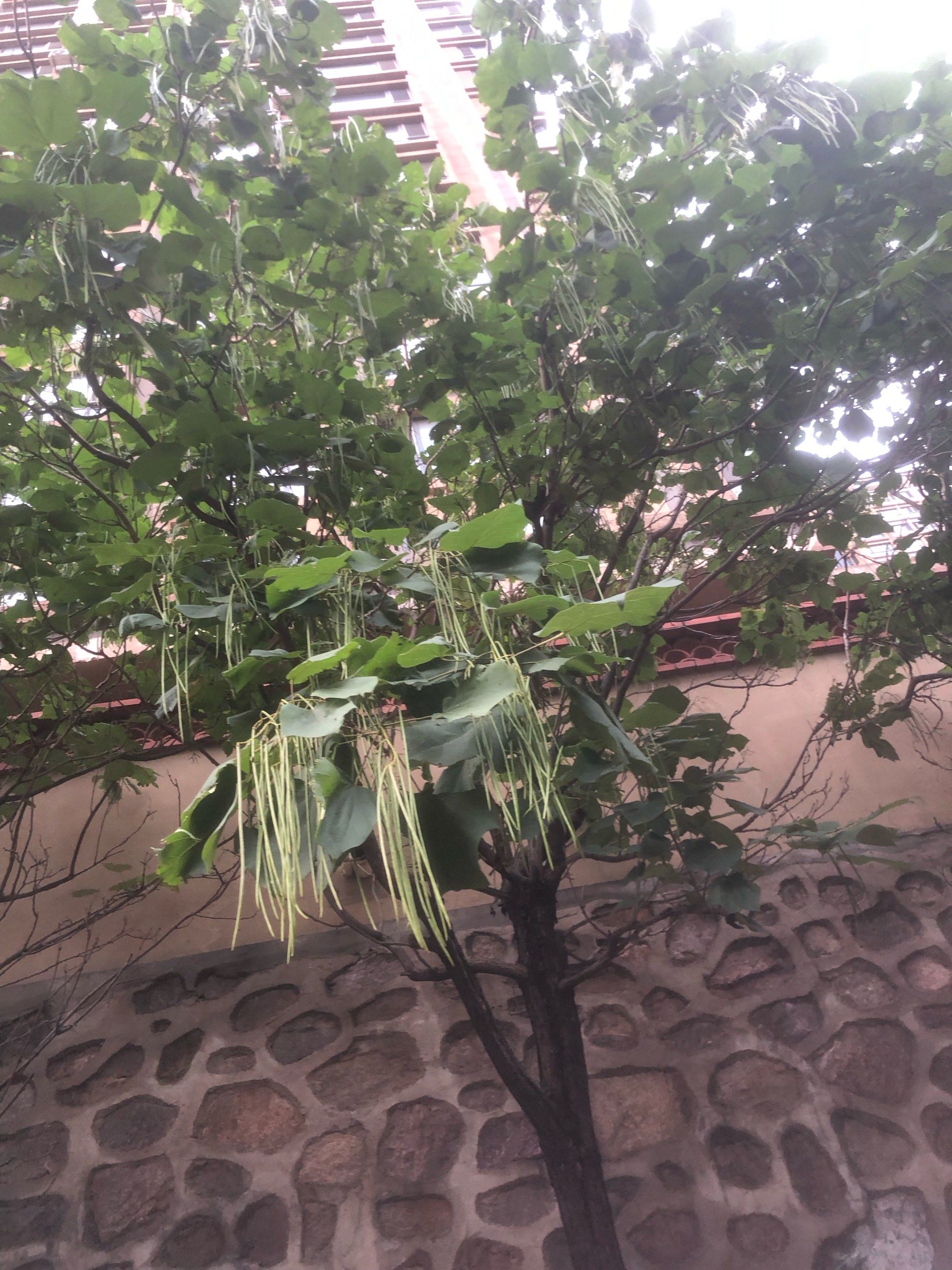 天天领红包小区里好多这种树,一串串的是