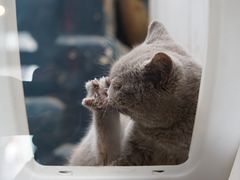 -猫咪博物馆(顶澳仔猫街店)