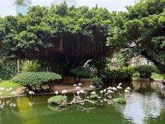 -香港皇家太平洋酒店