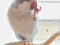 -吉丁鸟咖·异宠·寄养