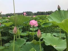 -东郊湿地公园