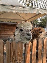 -萌宠亲子动物乐园(槐房万达店)