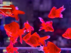 -中环花鸟鱼虫市场