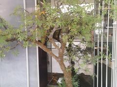 -赤火牛排(金狮广场店)