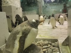 -大连圣亚海洋世界