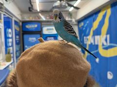 -椰爺爺·椰子冻砵仔糕