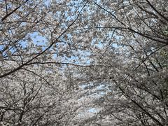 -高东镇樱花园