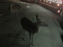 -清迈夜间动物园