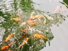 -杭州西湖柳莺里酒店