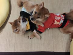 -逗柴咖啡屋·狗咖猫咖宠物桌游