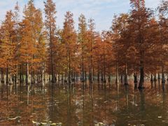 -白鹭湾湿地公园