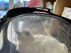 -宠福鑫康馨动物医院·骨科·眼科