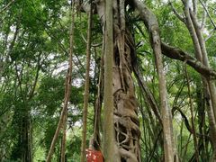 -中国科学院西双版纳热带植物园