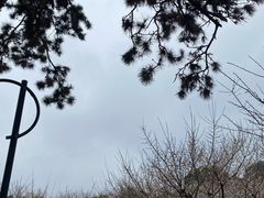 -香雪海