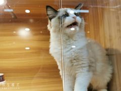 -猫十亿·布偶金渐层·曼基康矮脚猫舍(青年路店)