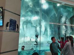 -帝企鹅自助餐厅•儿童岛•真企鹅(长隆企鹅酒店)