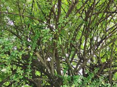 -南国桃园旅游度假区