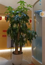 -爱弥儿月子中心(省医院店)