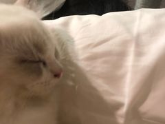 -lincat·猫舍(广州店)