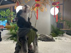 -帕帕拉兹宠物(亚洲旗舰店)