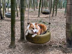 -陶祖圣境风景区