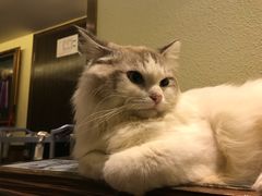 -more than meow吴止猫主题餐厅(承德 中船汇店)