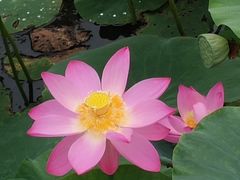 -天津东丽湖风景区