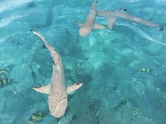 -中央格兰德岛温泉度假酒店 - 全包