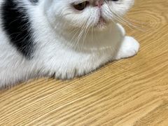 -藏猫猫咖啡主题馆(中央大道店)
