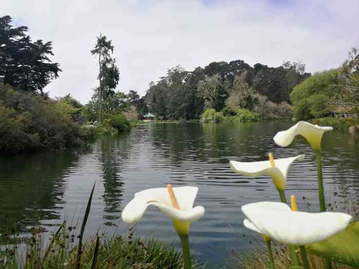 史托湖-"今年春节到过,很多参天大树,不过加州刚发."-大众点评移动版