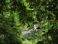 -西双版纳原始森林公园