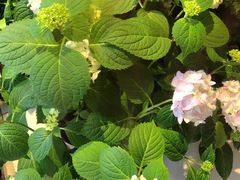 -FEI FEI FLOWER鲜花店·气球派对·宝宝宴布置(虹口德必运动Loft店)