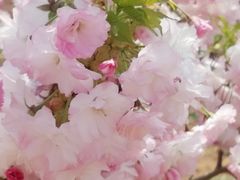 -樱花山风景区