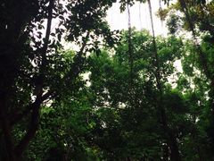 -金鸡山公园