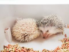 -浣熊柯尔鸭土拨鼠·电玩咖