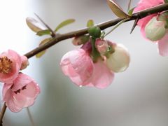 -中国科学院华南植物园