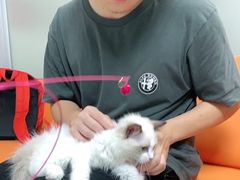 -lincat·猫舍(广州店)