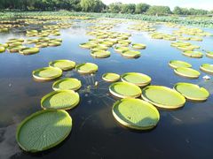 -荷塘月色湿地公园·向阳花洲