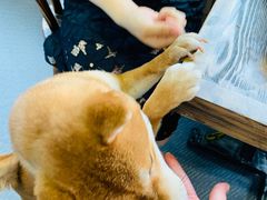 -柴源莊·柴小宠柴犬咖啡
