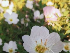 -洋湖国家湿地公园