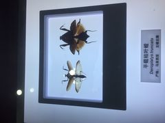 -上海昆虫博物馆