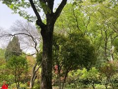 -上海醉白池公园