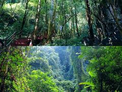 -中国科学院西双版纳热带植物园