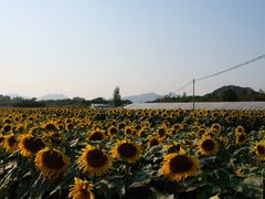 -北京东方普罗旺斯薰衣草庄园